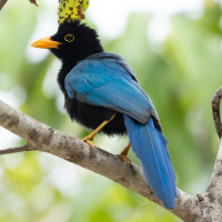 Yucatan Jay